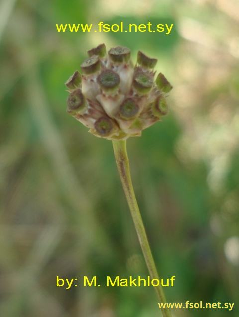 Cephalaria amana Rech.